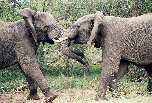 elephants-1355424_640.jpg